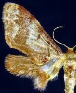 Idaea furciferata