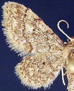 Idaea celtima