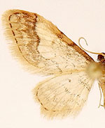 Idaea skinnerata