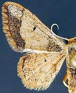 Idaea kendallaria