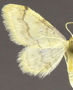 Idaea elizabetharia