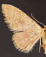 Idaea nr. eremiata