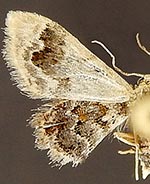 Idaea asceta