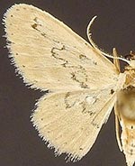 Idaea hilliata