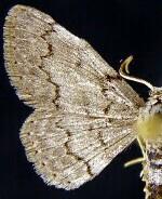 Idaea violacearia