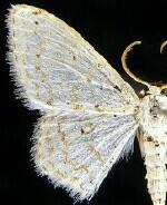 Idaea tacturata