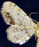 Idaea dimidiata