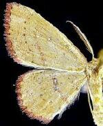 Cyclophora culicaria