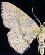 Cyclophora dataria