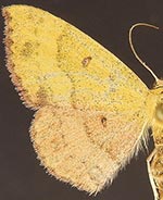 Semaeopus ella