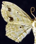 Scopula compensata