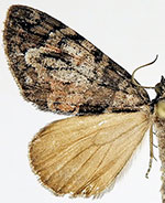 Hydriomena clarki