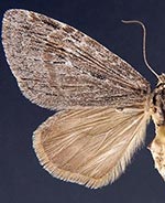 Hydriomena manzanita