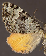 Spargania aurata