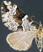 Psaliodes interrupta