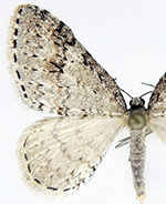 Venusia pearsalli