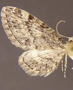 Eupithecia catalinata