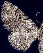 Eupithecia edna