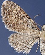 Eupithecia jejunata