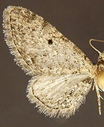 Eupithecia affinata