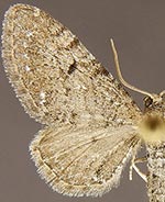 Eupithecia nabokovi