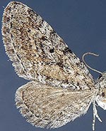 Eupithecia nimbicolor