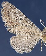 Eupithecia nimbicolor