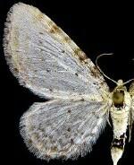 Eupithecia cretaceata