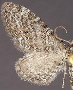 Eupithecia perfusca