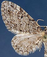 Eupithecia annulata