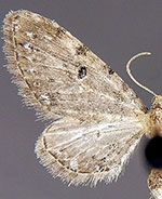 Eupithecia longispinata