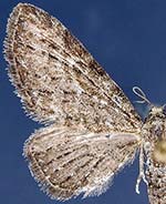 Eupithecia lachrymosa