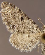 Eupithecia subcolorata