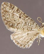 Eupithecia subcolorata