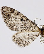 Eupithecia segregata