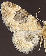 Eupithecia tenuata