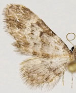 Eupithecia woodgatata