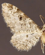 Eupithecia niveifascia