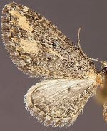 Eupithecia flavigutta