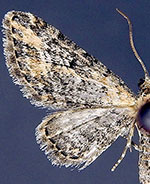 Eupithecia sonora