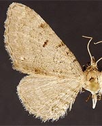 Eupithecia absinthiata