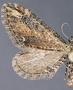 Eupithecia subapicata