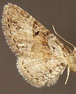 Eupithecia nonanticaria