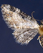 Eupithecia carneata