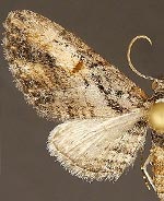 Eupithecia classicata