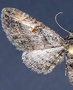 Eupithecia classicata