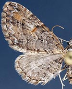 Eupithecia graefii