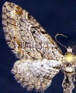 Eupithecia cestata