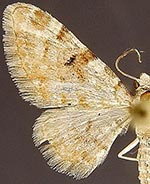 Eupithecia albida