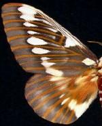 Citheronia splendens